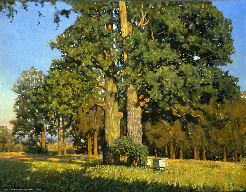 Sunlit trees in a meadow