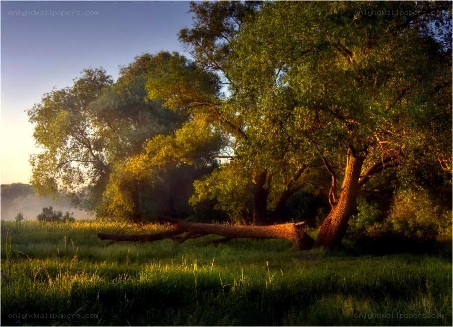 Sunlit trees in a misty field