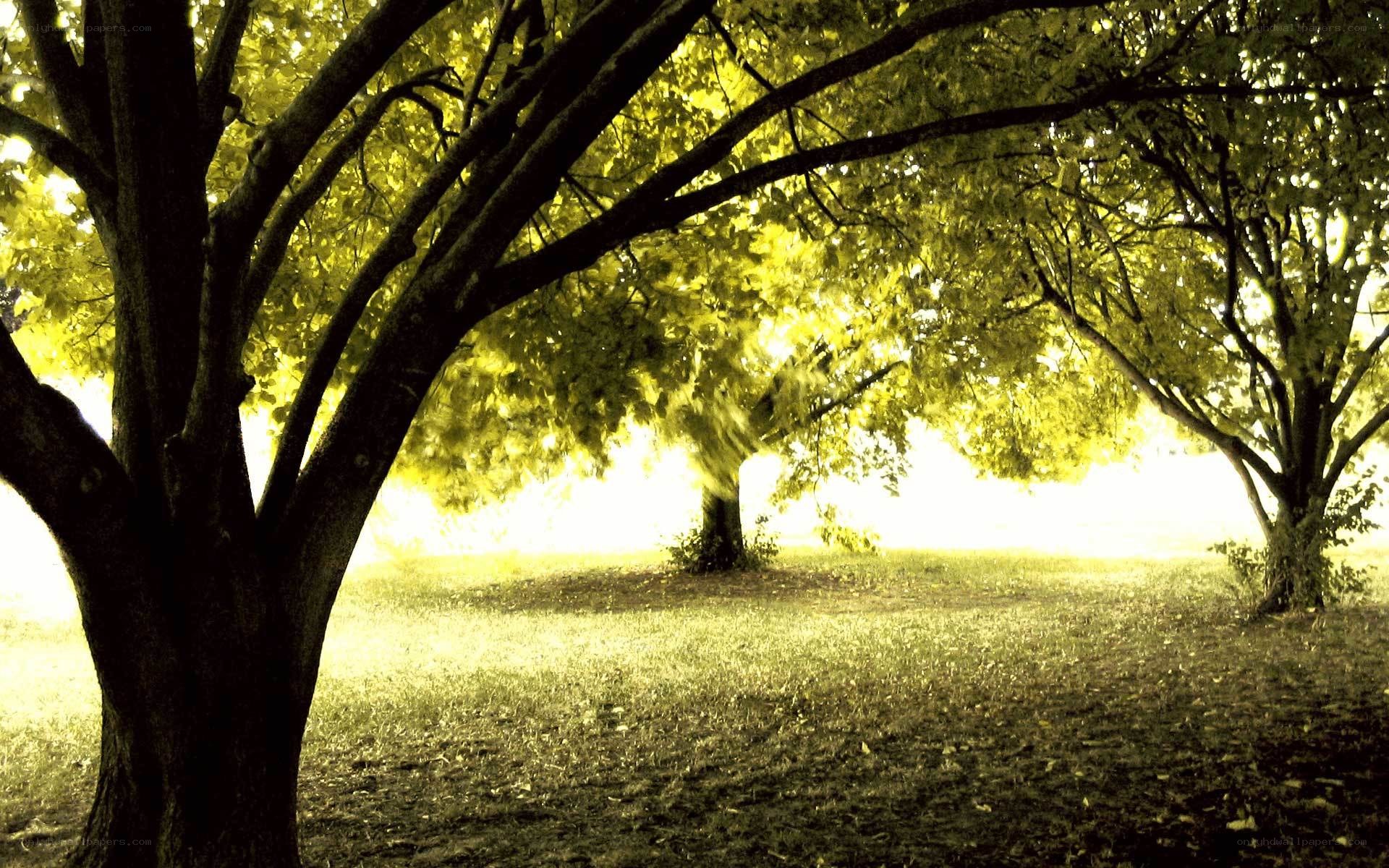 Sunlit trees in a park