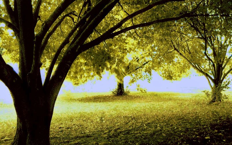 Sunlit trees in a park