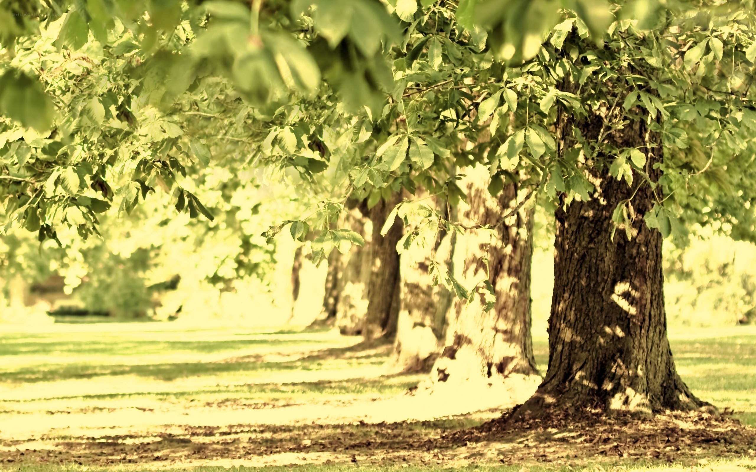 Sunlit trees in a park