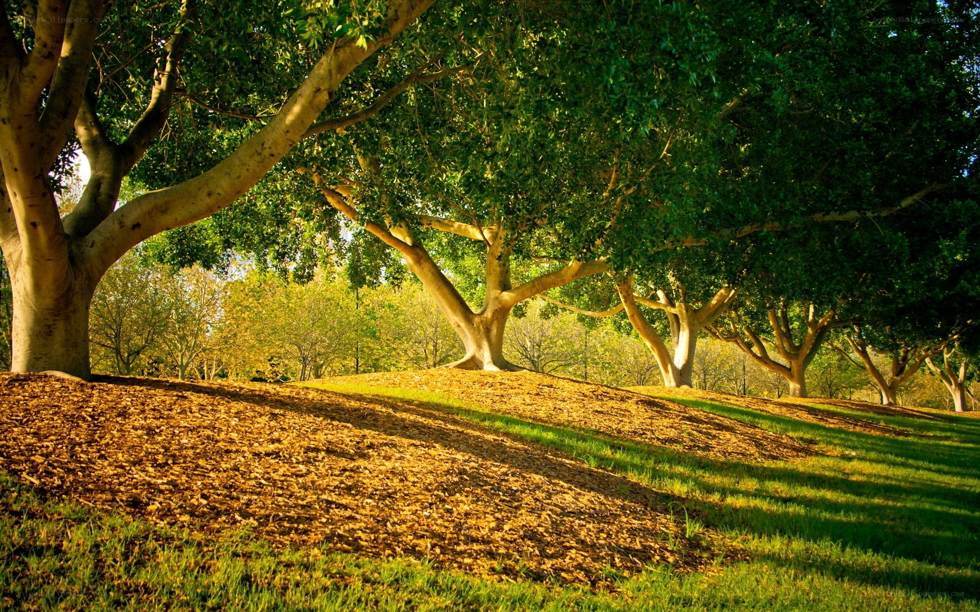 Sunlit trees in a park