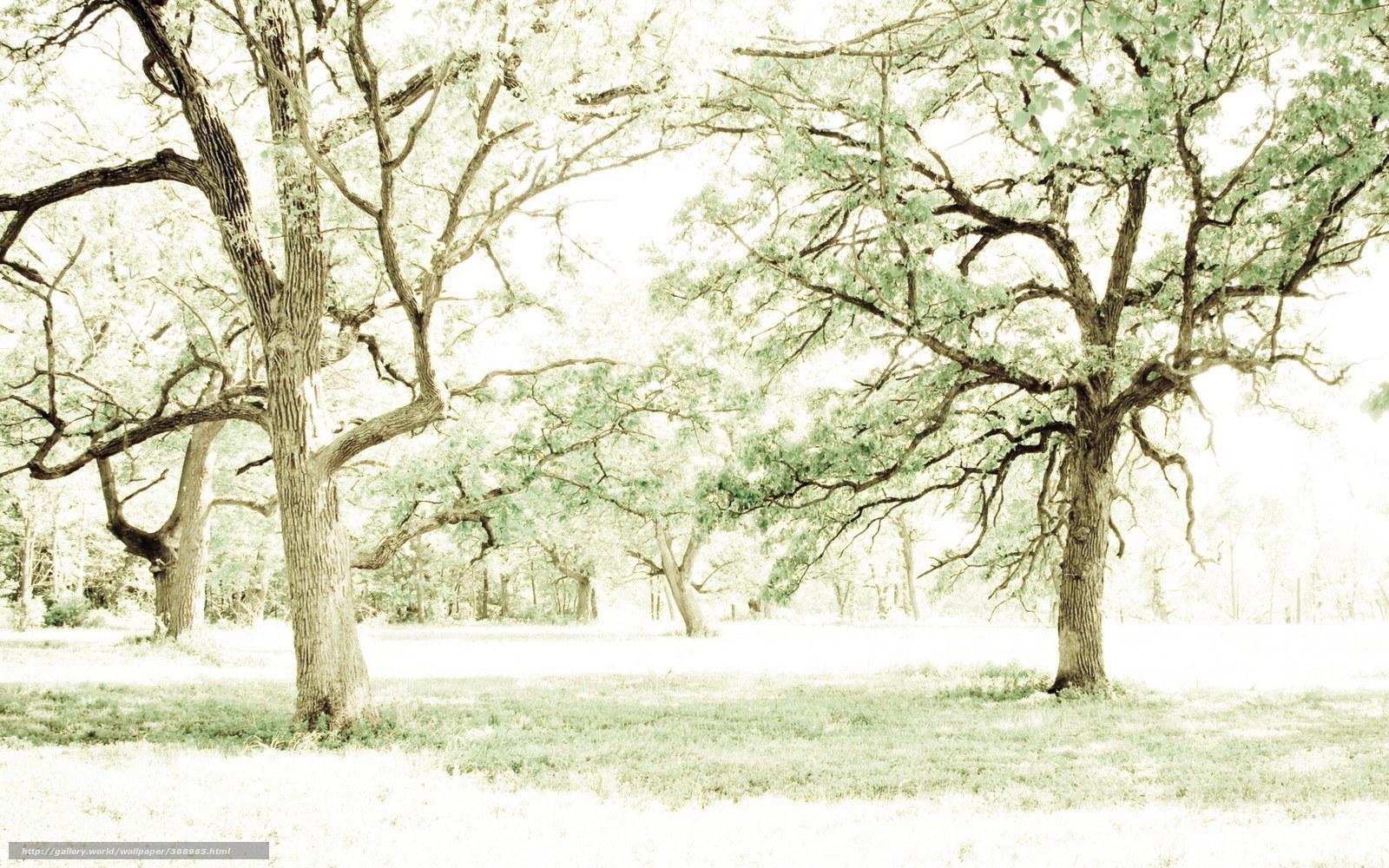 Sunlit trees in a park