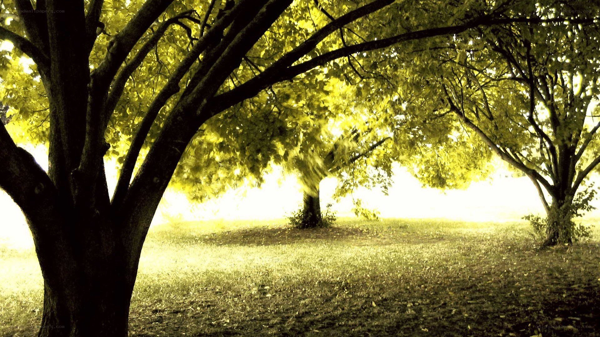 Sunlit trees in a park