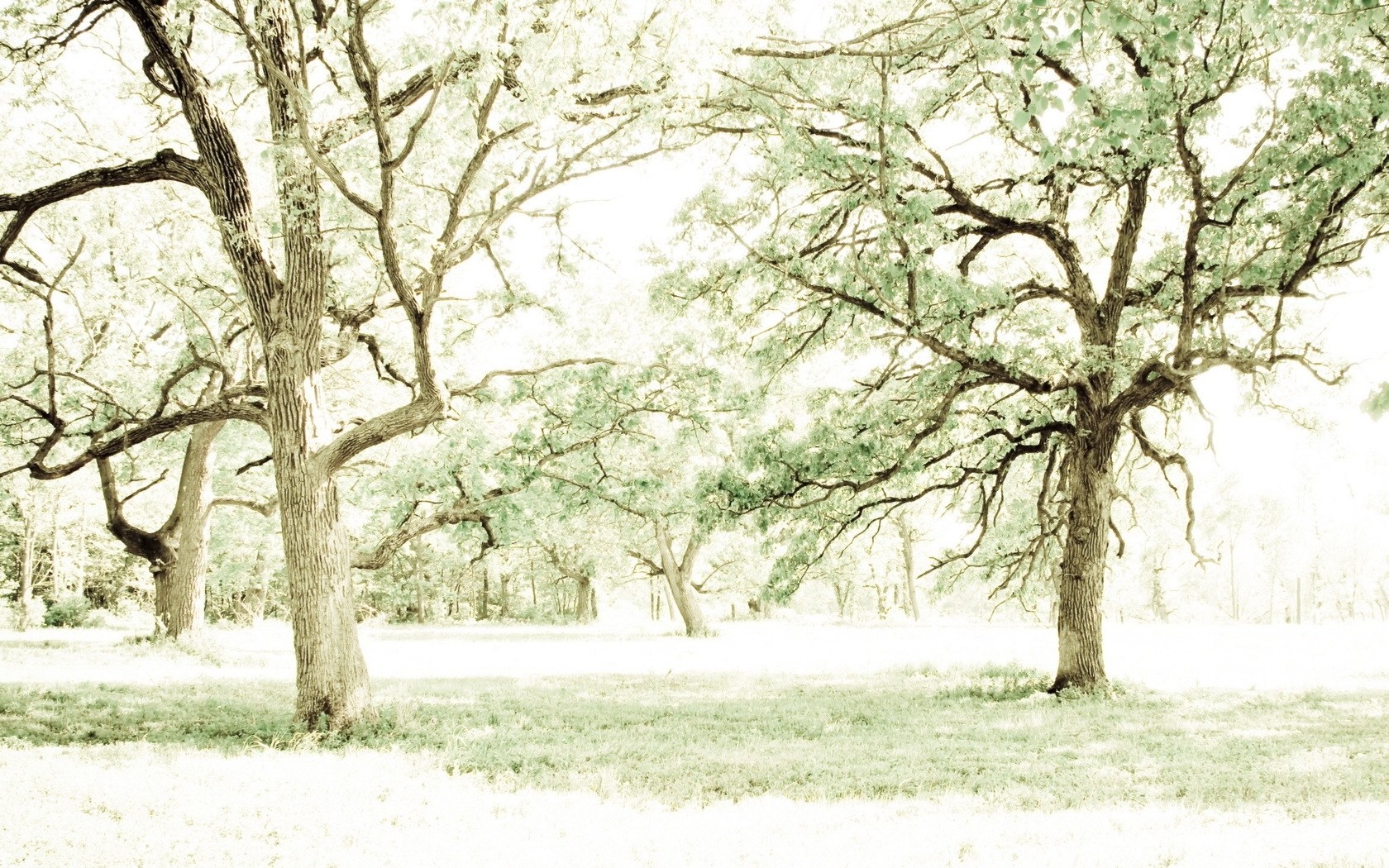 Sunlit trees in a peaceful grove