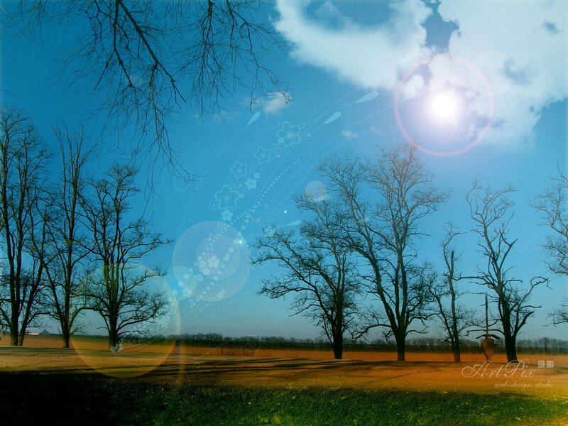 Sunlit trees in blue sky