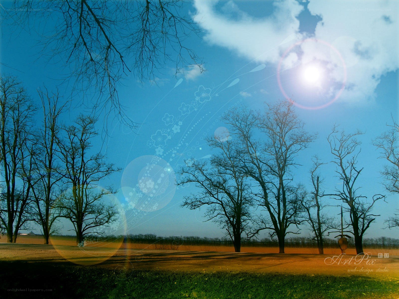 Sunlit trees in blue sky