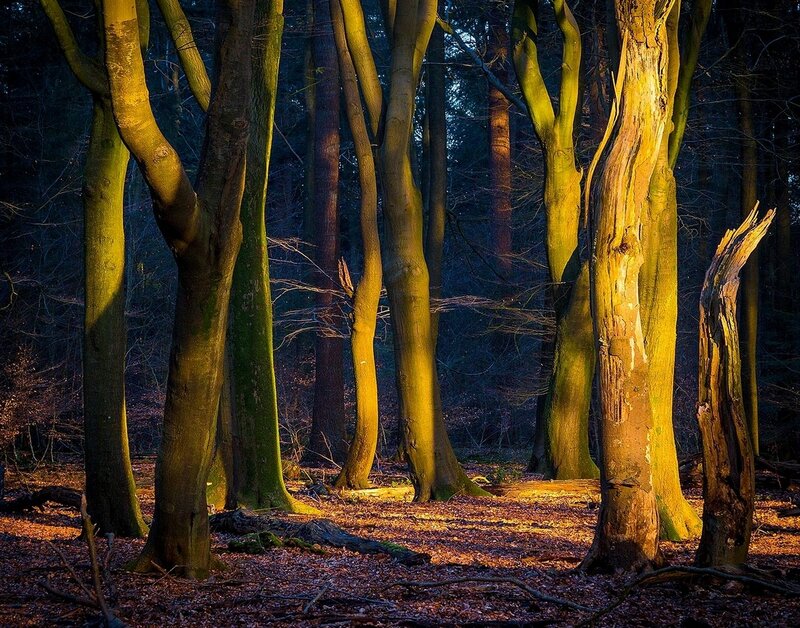Sunlit Trees in Forest — Green, Dramatic