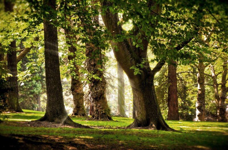 Sunlit Trees in Forest — Green, Serene