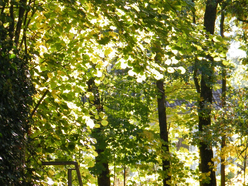 Sunlit Trees in Forest — Green