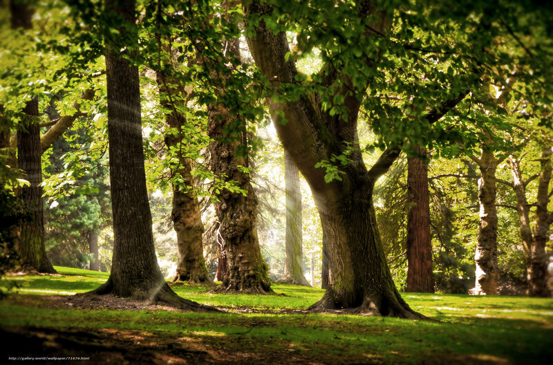 Sunlit Trees in Forest