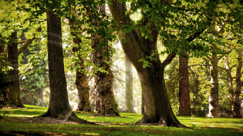 Sunlit Trees in Park — Green