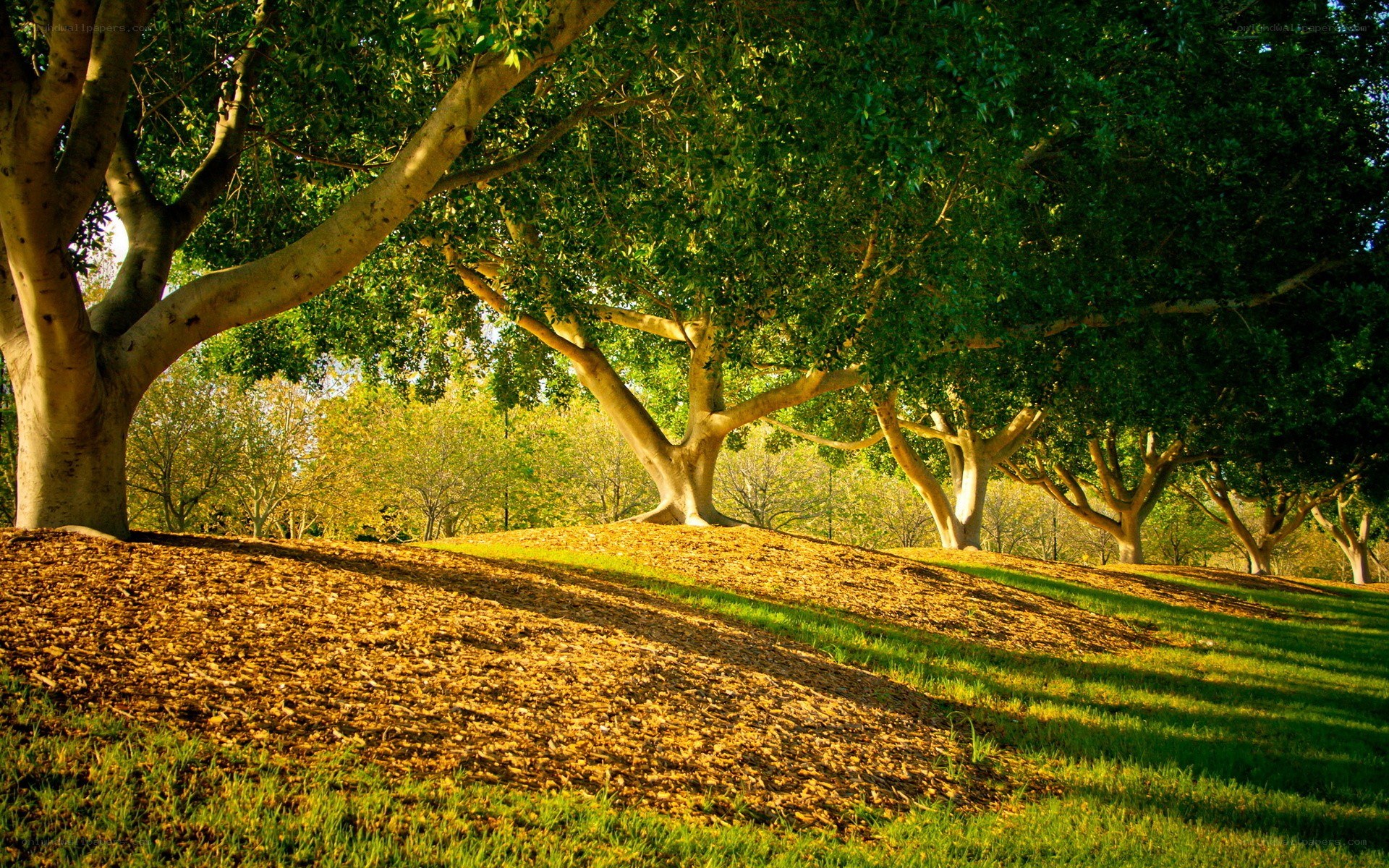 Sunlit trees on a grassy hill