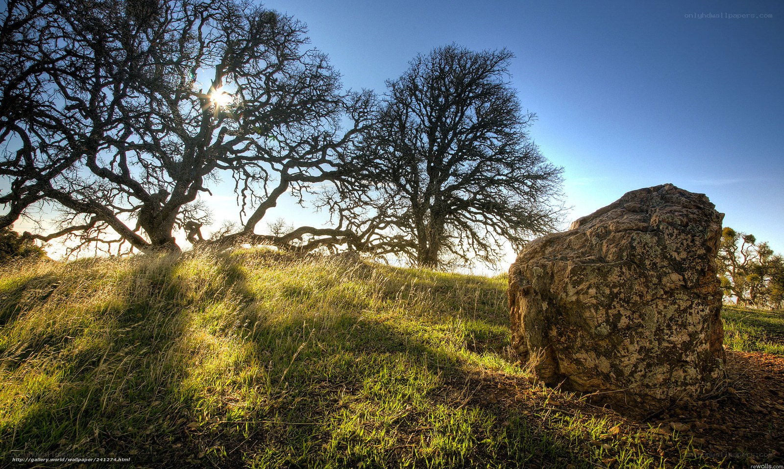 Sunlit trees on a grassy hill