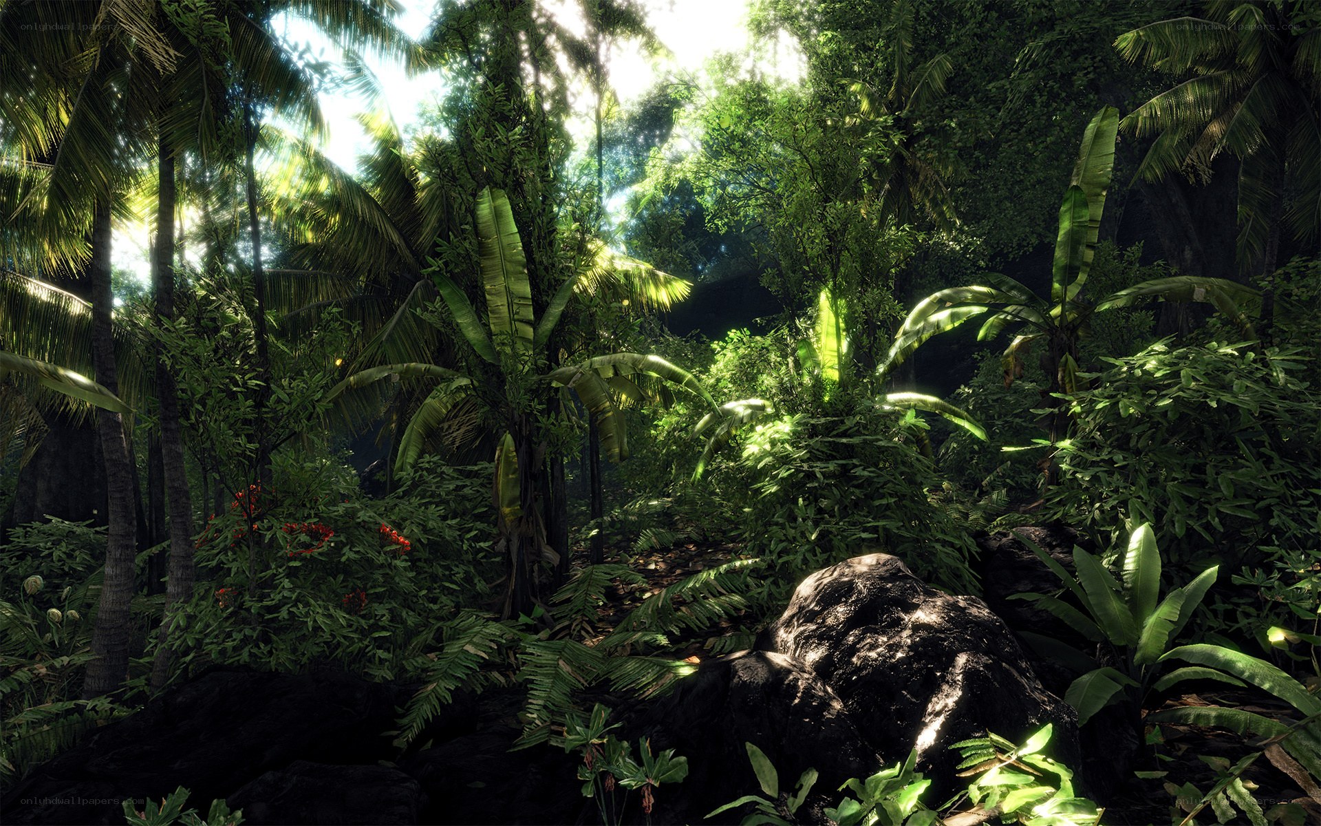 Sunlit tropical jungle scene