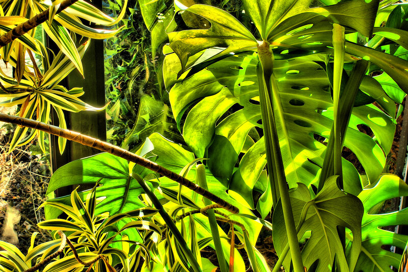 Sunlit tropical plants in a greenhouse