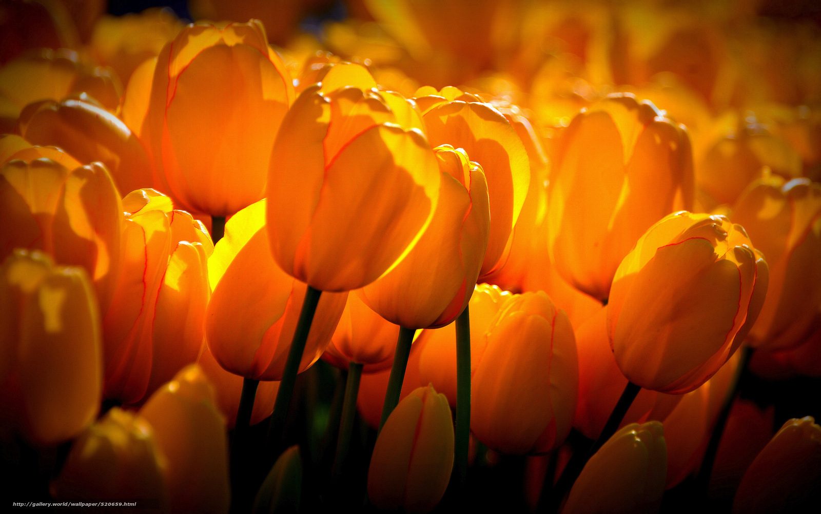Sunlit tulip bouquet