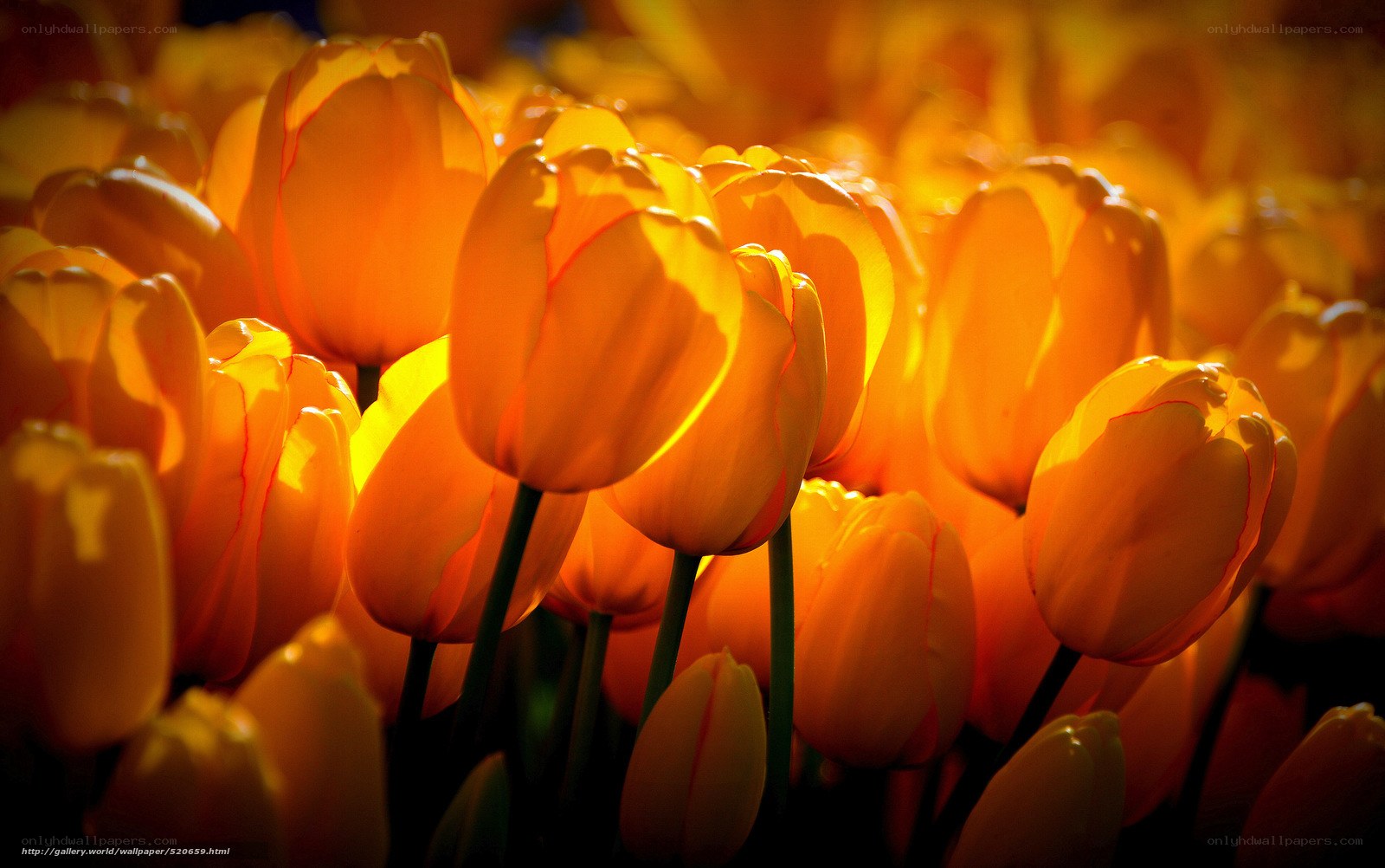 Sunlit tulip bouquet