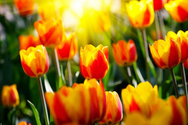Sunlit tulip field