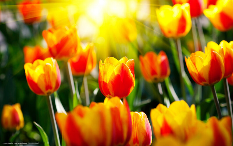Sunlit tulip field