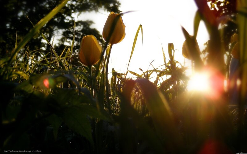 Sunlit tulips in a field