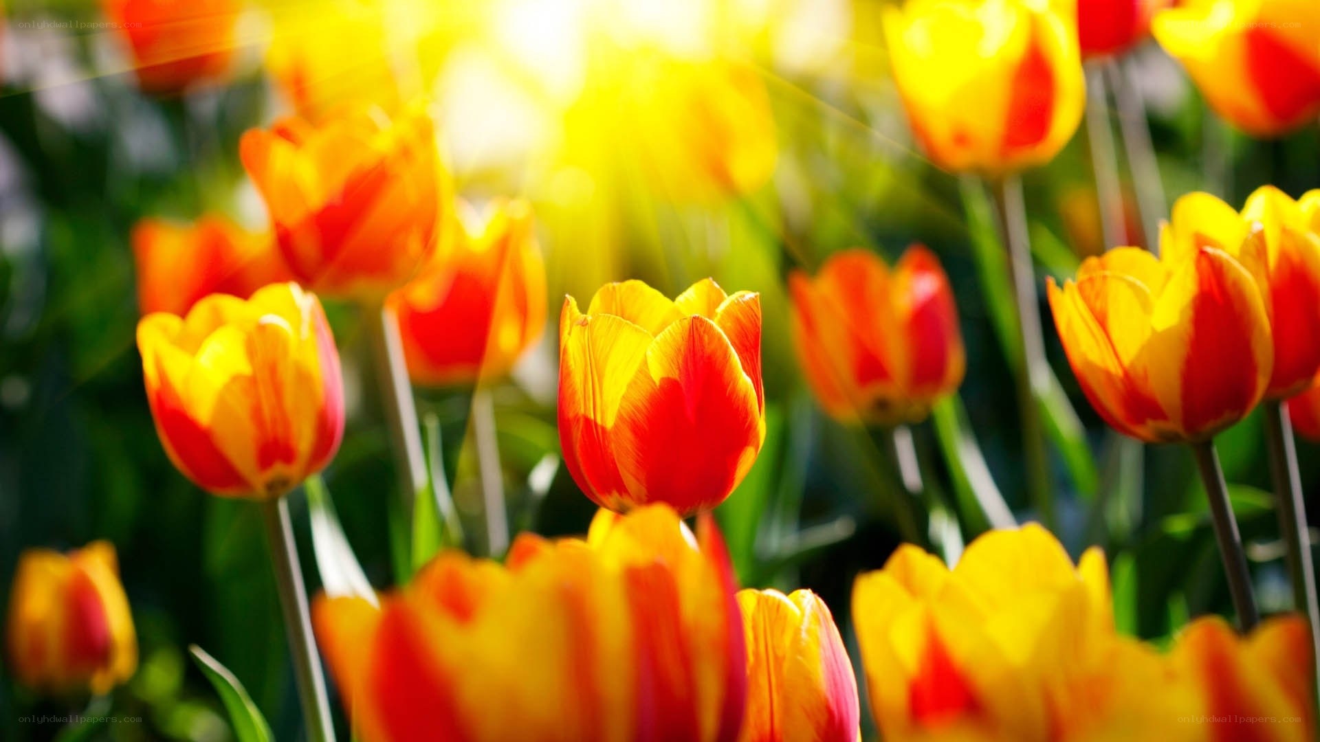 Sunlit tulips in a garden