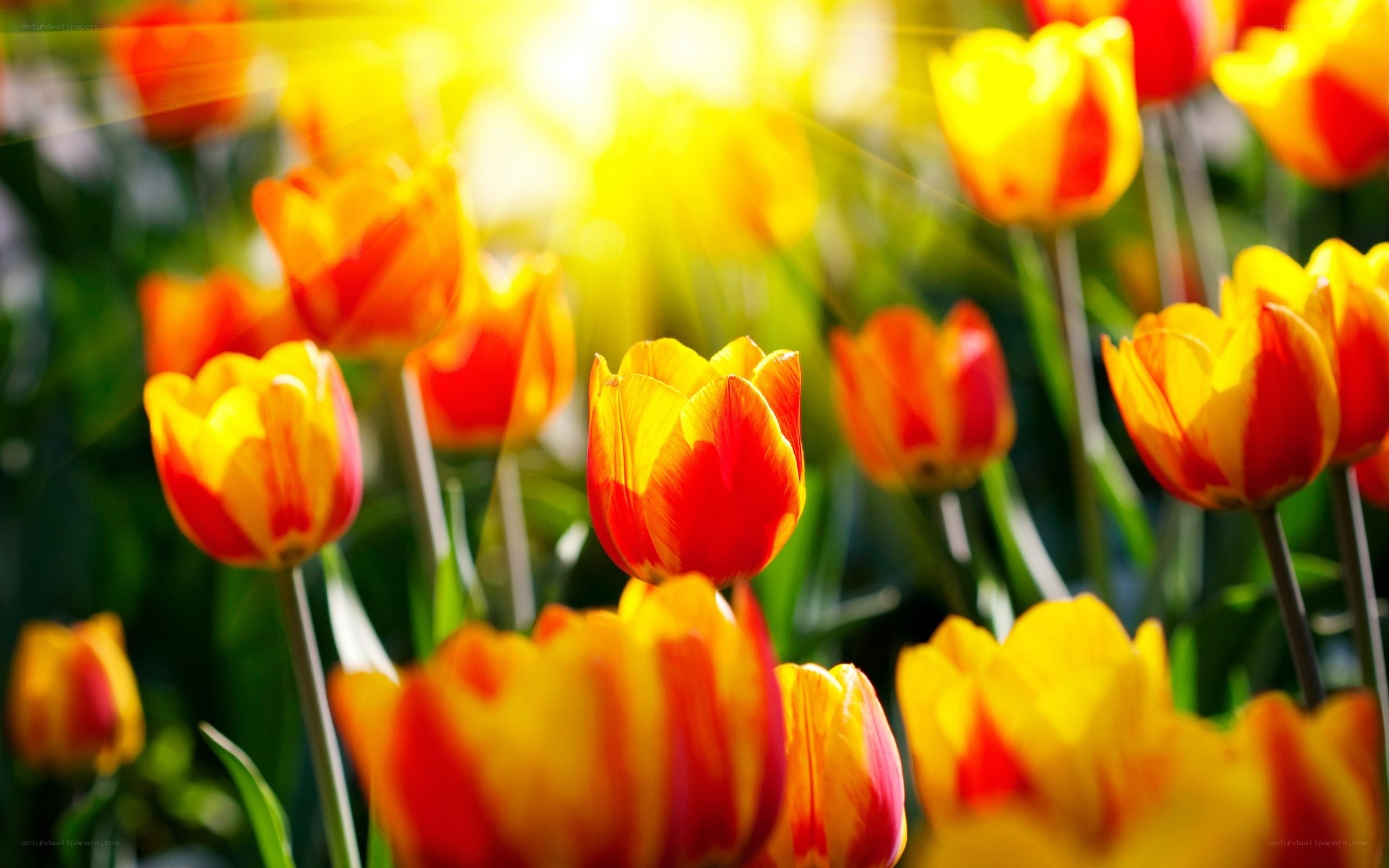 Sunlit tulips in a garden