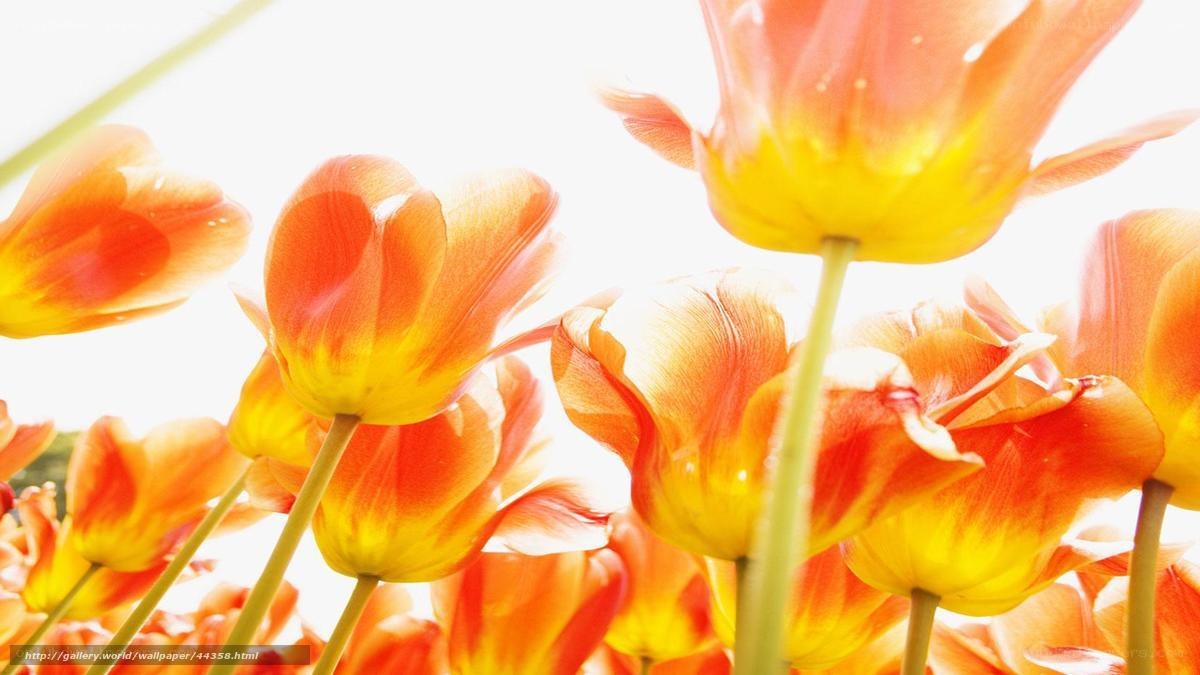 Sunlit tulips in bloom