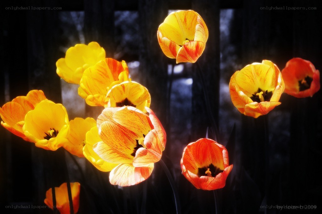 Sunlit tulips in dark garden