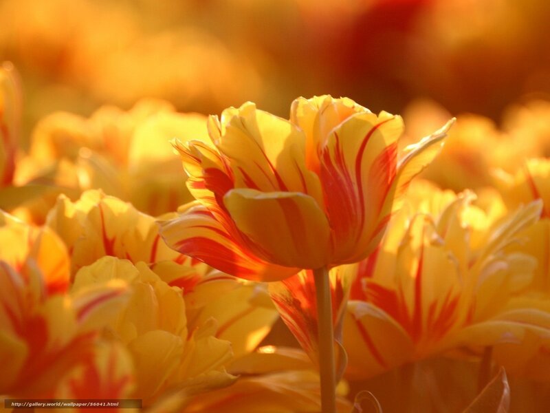 Sunlit tulips in golden light