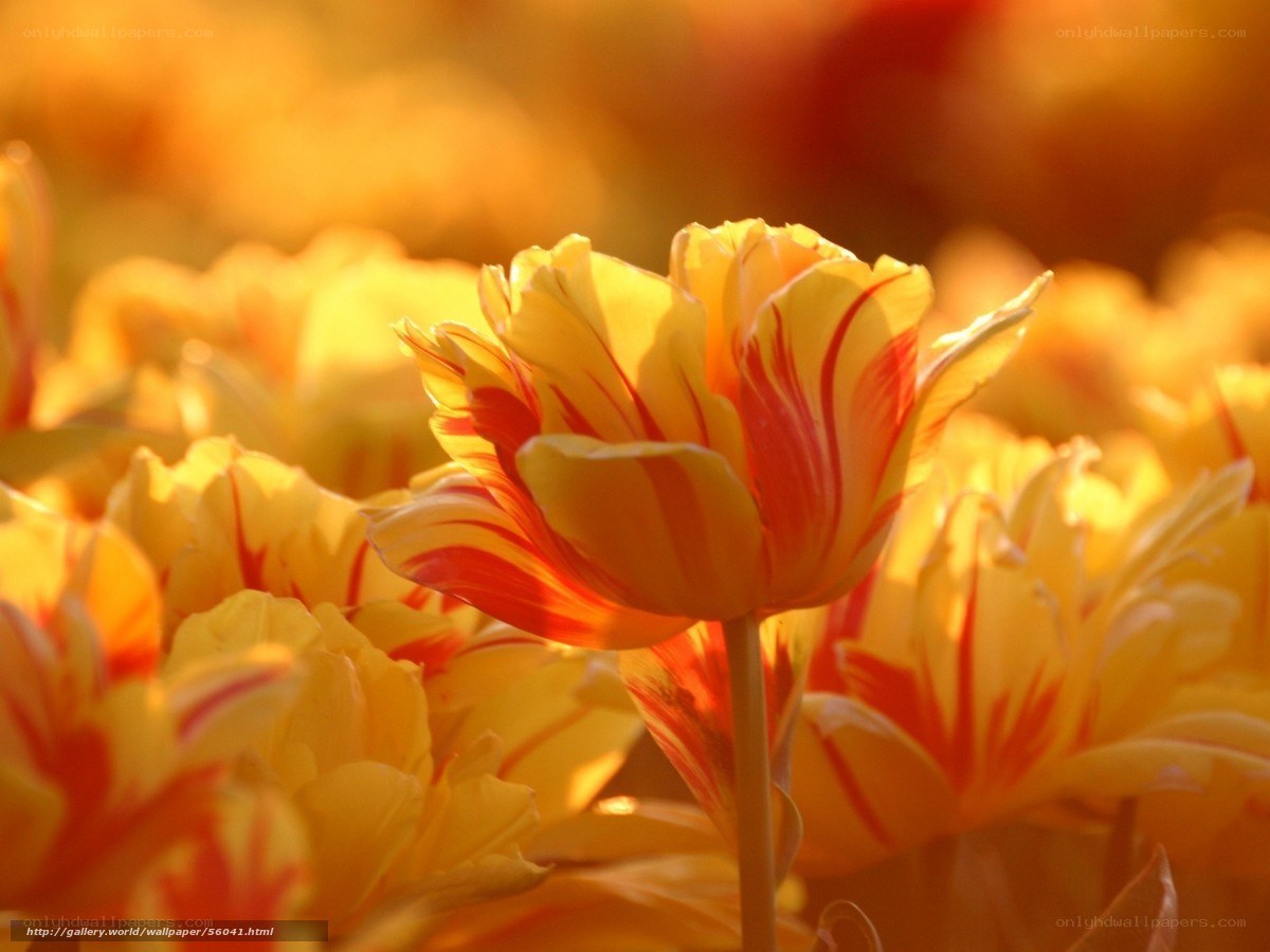 Sunlit tulips in golden light