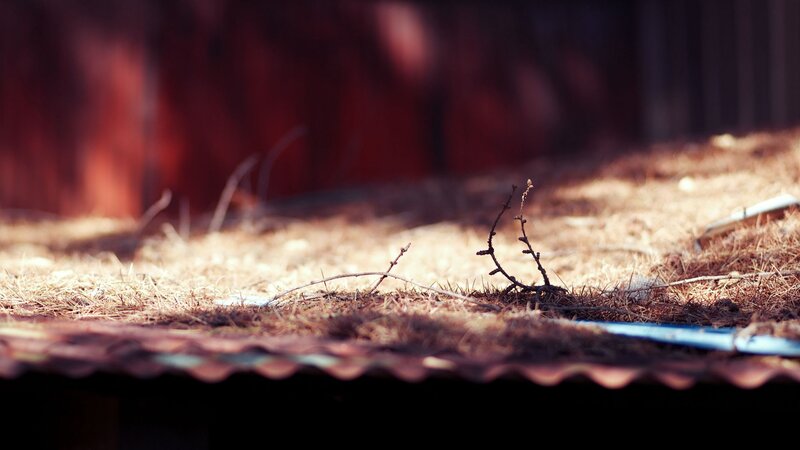 Sunlit twig on dry ground