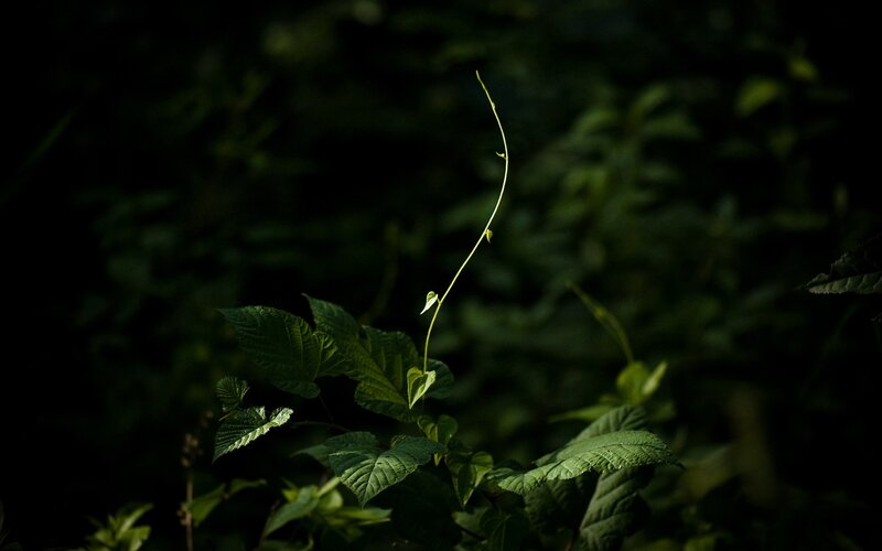 Sunlit vine in dark forest