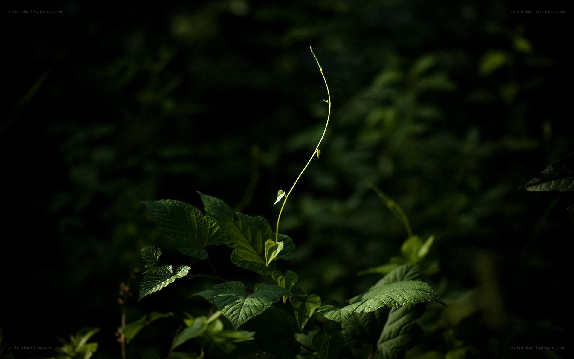 Sunlit vine in dark forest