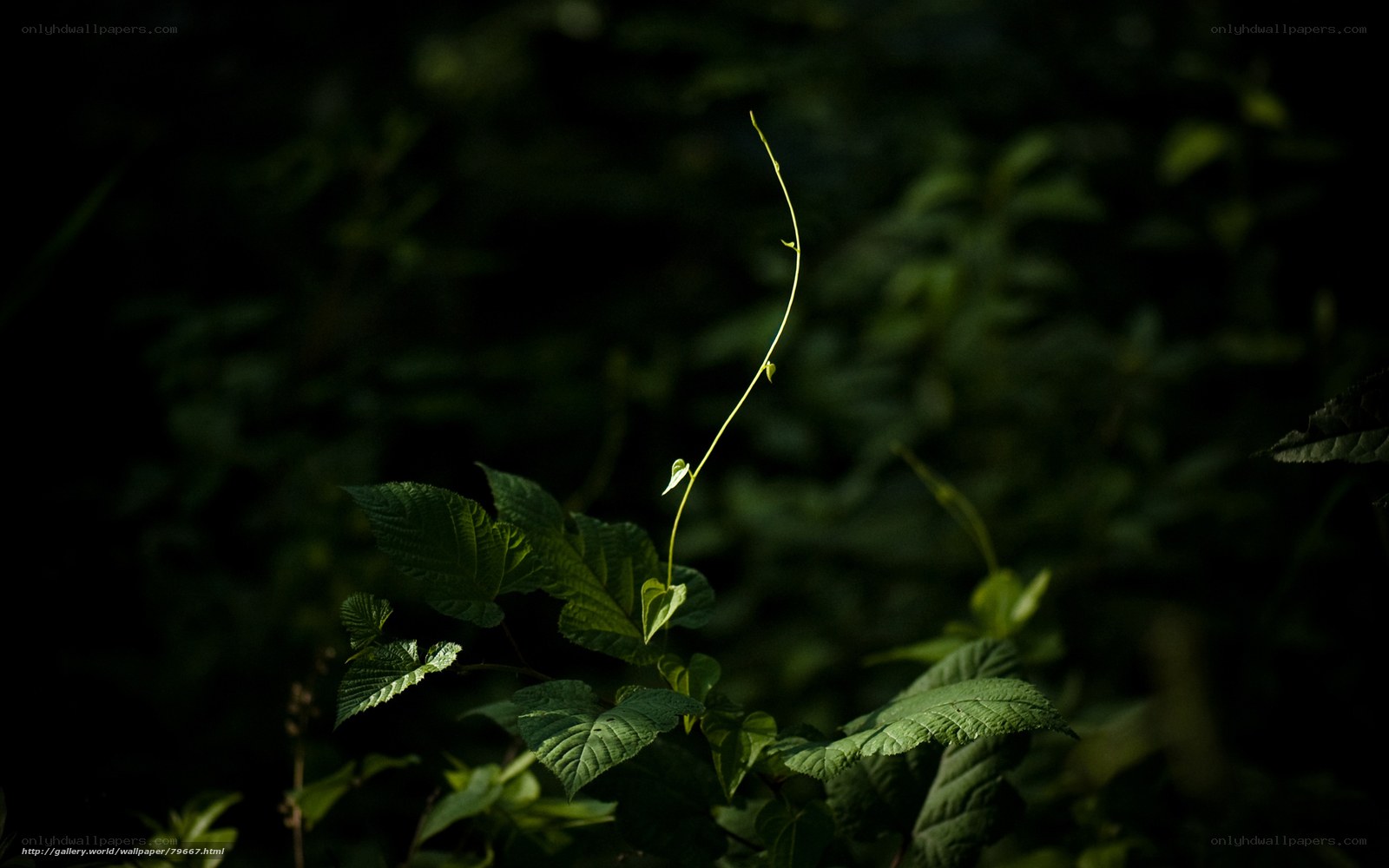 Sunlit vine in dark forest