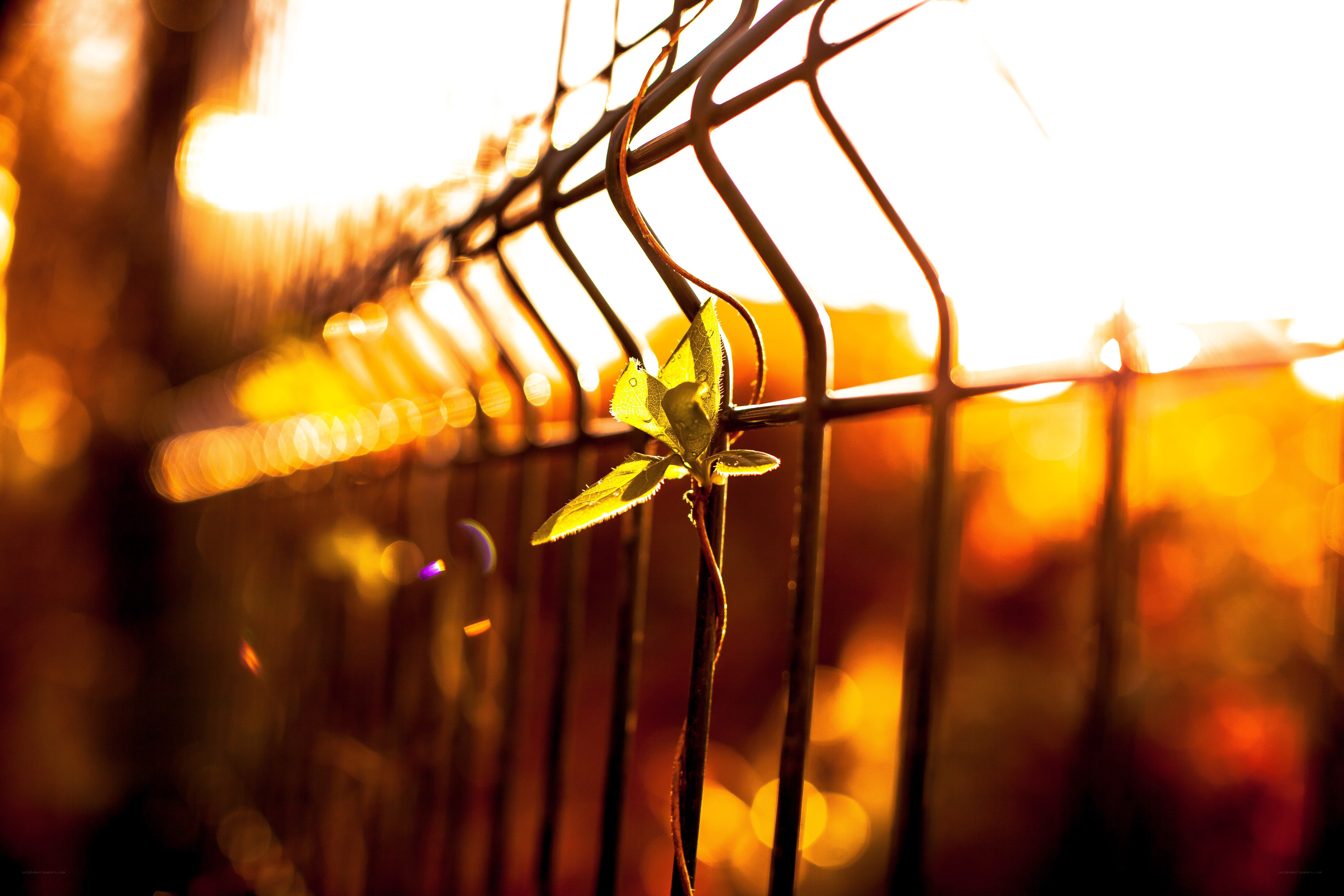 Sunlit vine on a fence