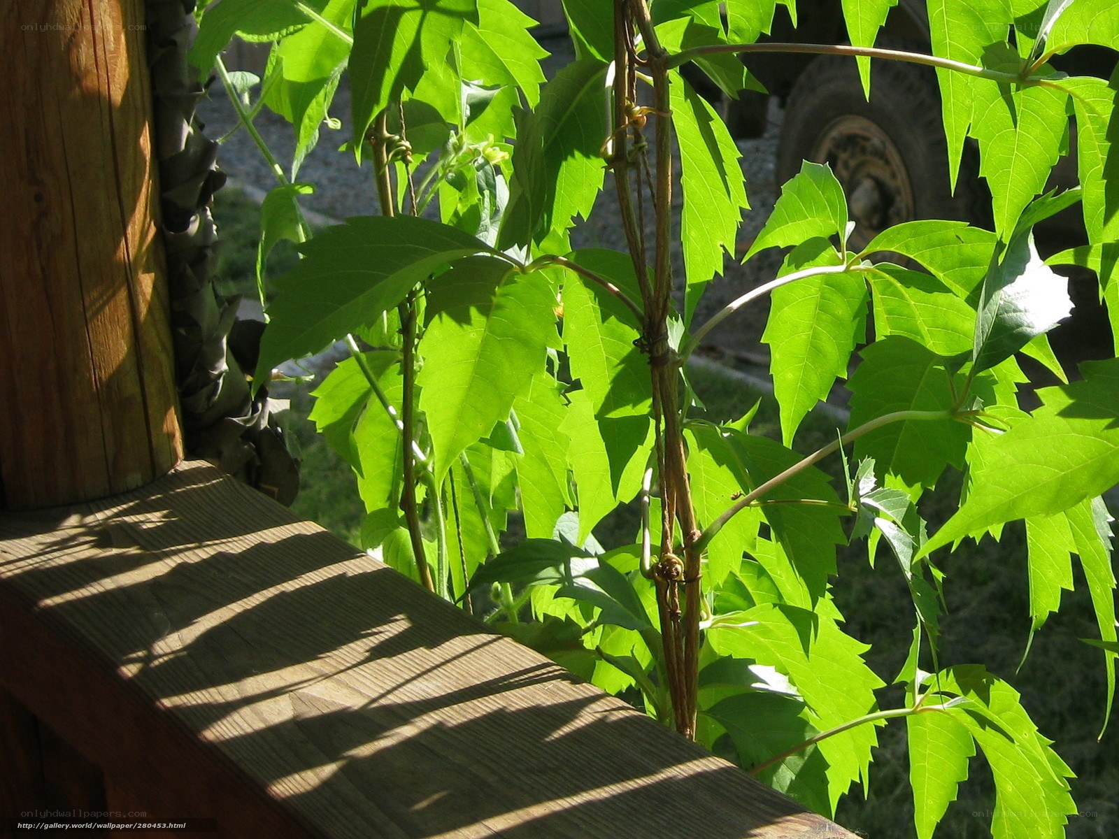 Sunlit vine on wooden deck