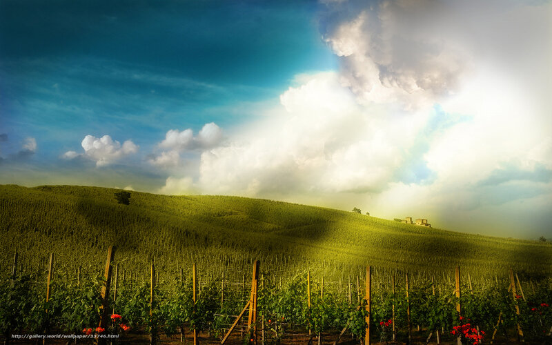 Sunlit vineyard hills