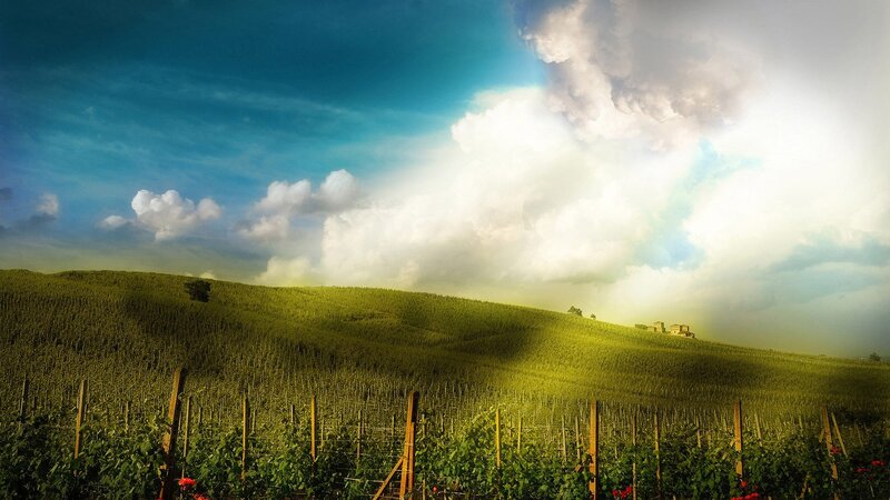 Sunlit vineyard landscape