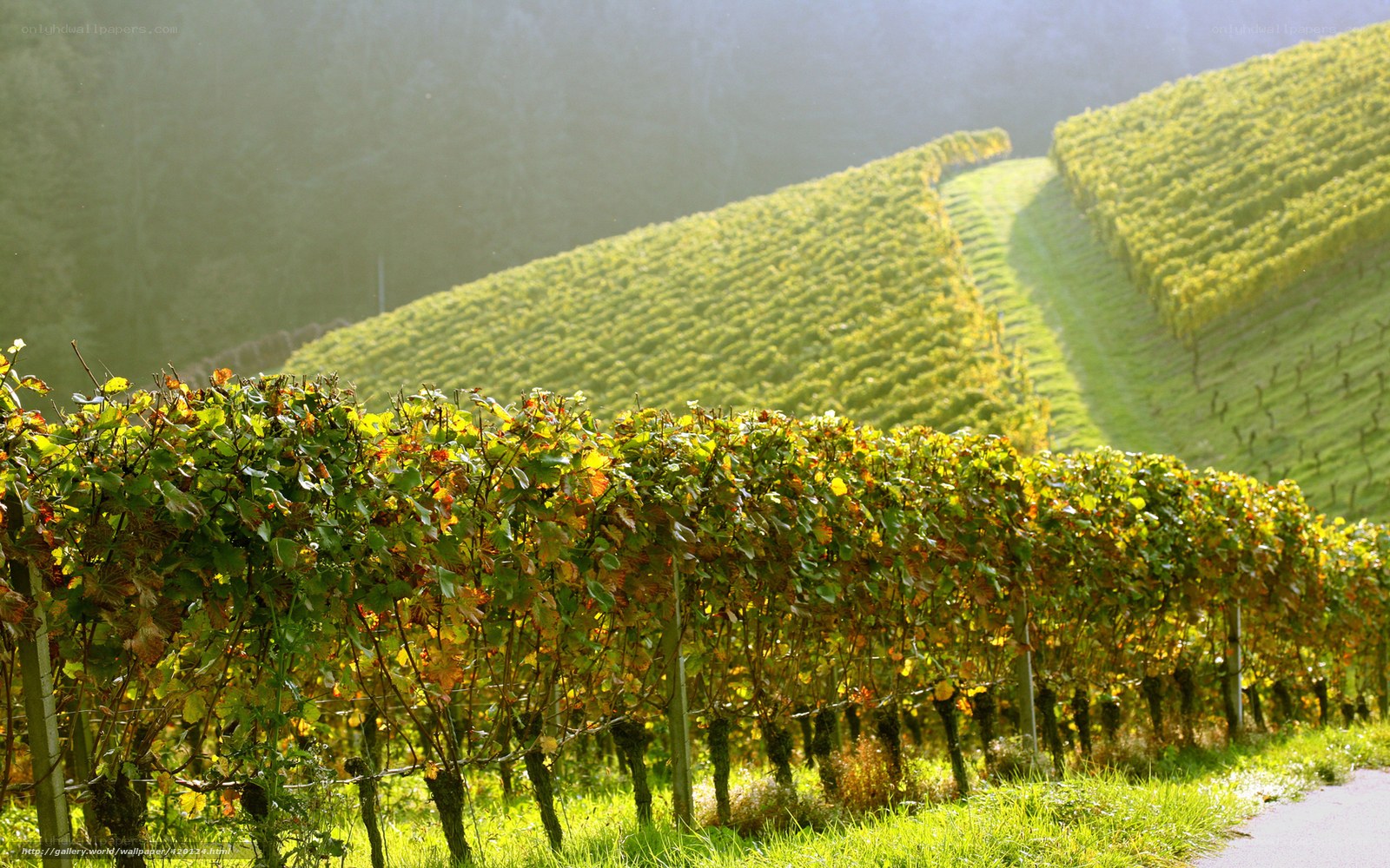 Sunlit vineyard on a hillside