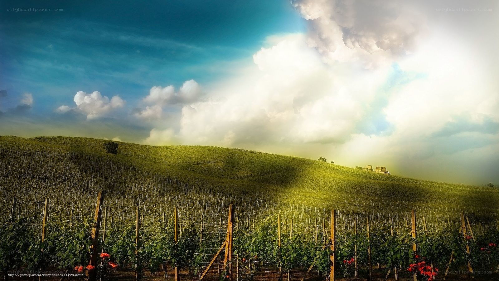 Sunlit vineyard on rolling hills