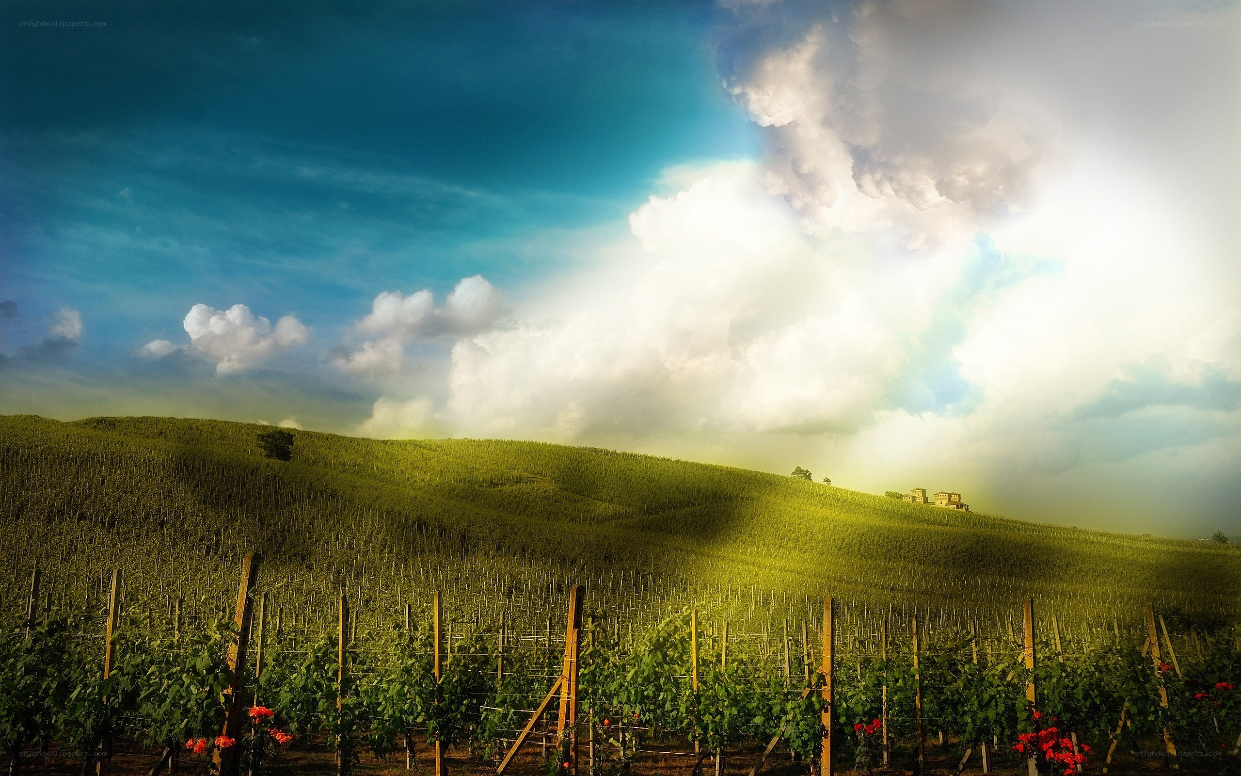 Sunlit vineyard on rolling hills
