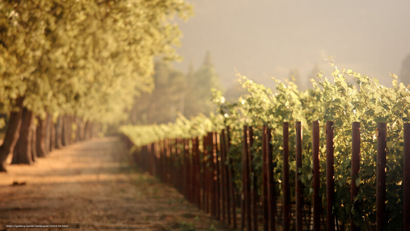 Sunlit vineyard path
