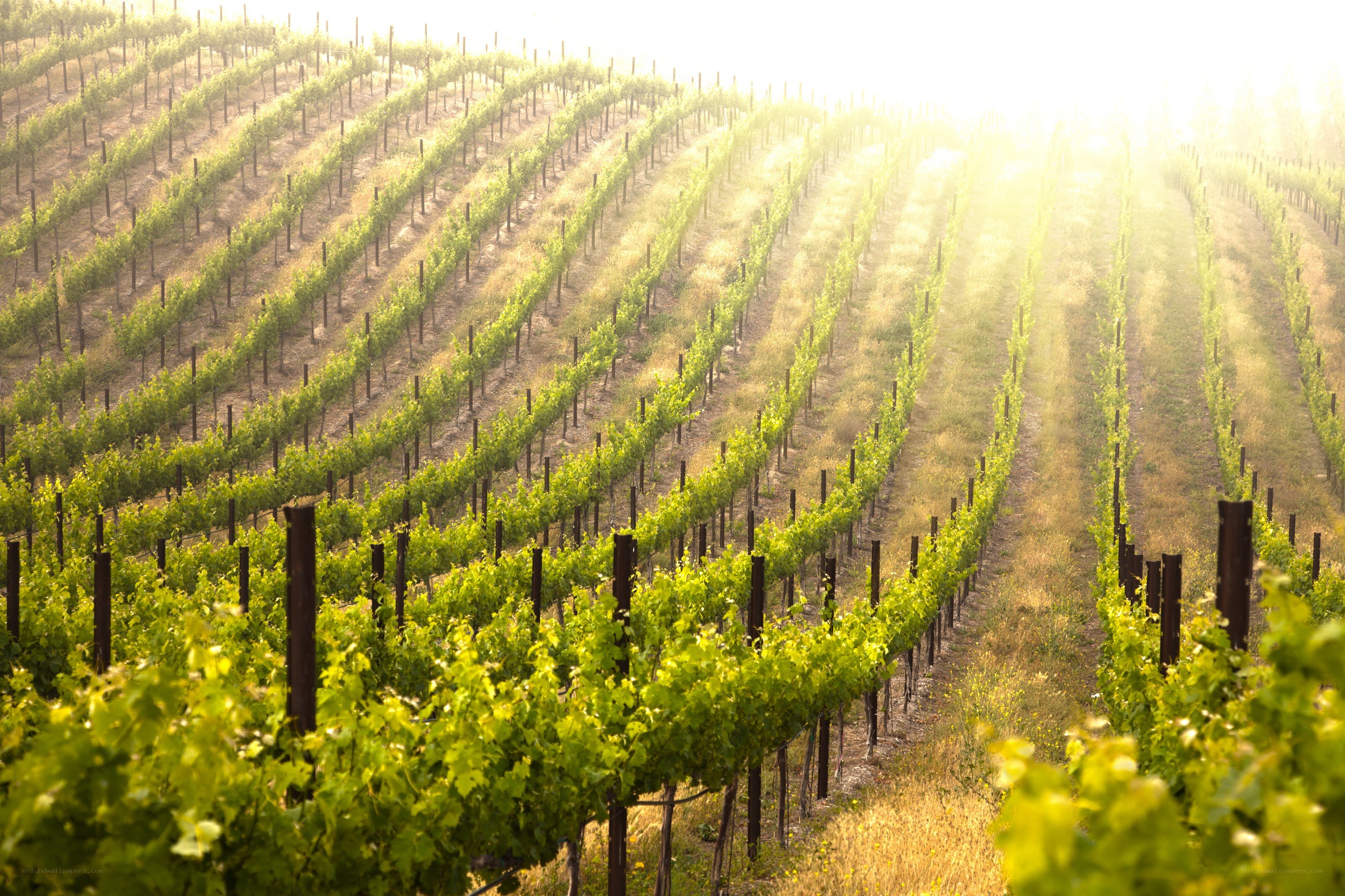 Sunlit vineyard rows