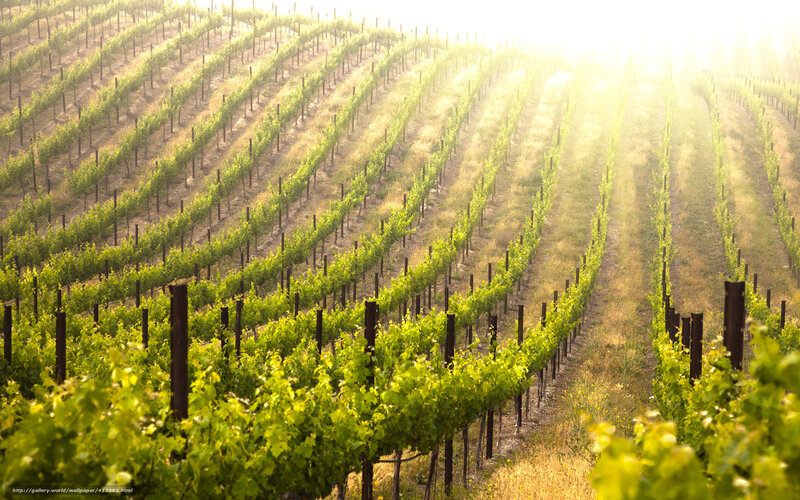 Sunlit vineyard rows