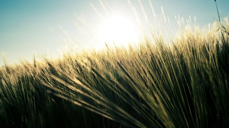 Sunlit wheat field