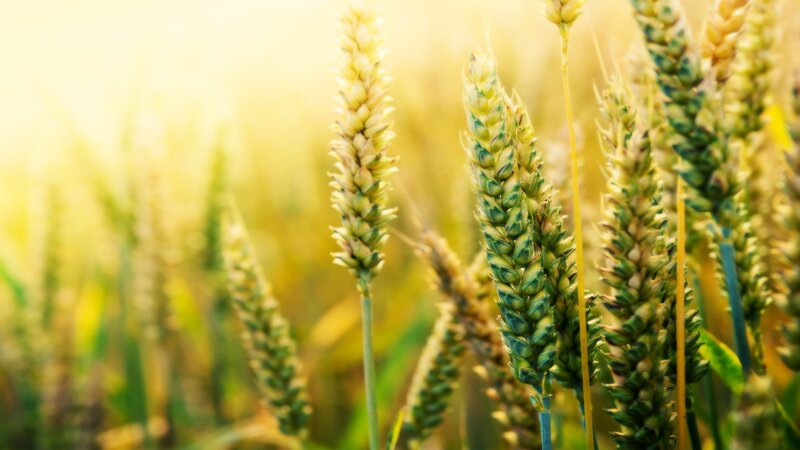Sunlit wheat field