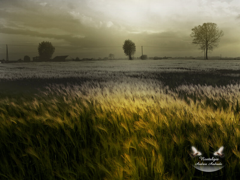 Sunlit Wheat Field at Dusk