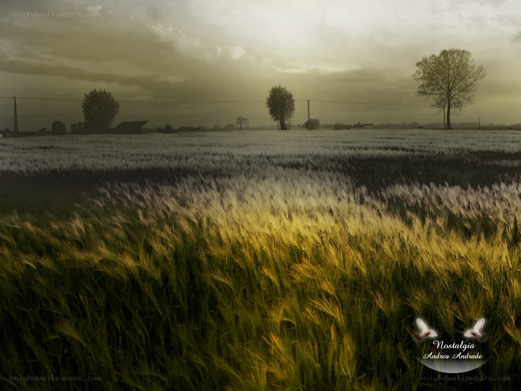 Sunlit Wheat Field at Dusk