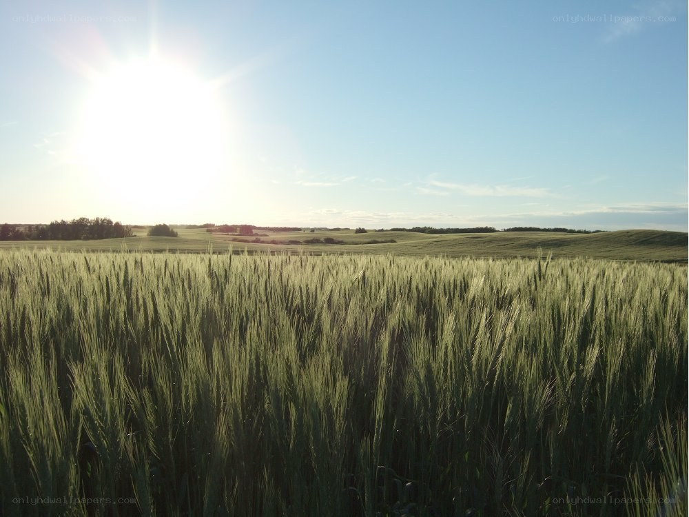 Sunlit wheat field at sunrise